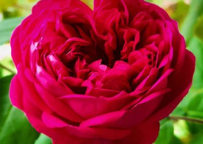 Kamille – Rose